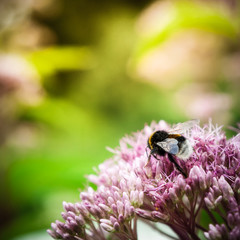 A bumble bee on a pinkflower
