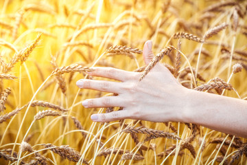 Fototapeta na wymiar The female hand touches of wheat
