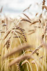 Fototapeta premium Landscape with the wheat field