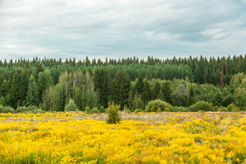 The field of flowers of a goldenrod