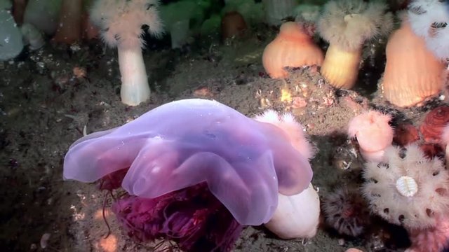 Medusa jellyfish in White fluffy metridium underwater on seabed of White Sea. Unique video close up. Flowers of marine life in clean clear pure and transparent water in search of food.