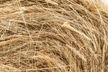 Closeup of golden hay roll
