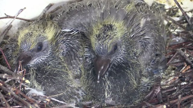 Two new born pigeons in nest