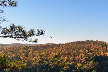 Fall Landscape