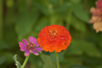 Orange Flower Purple