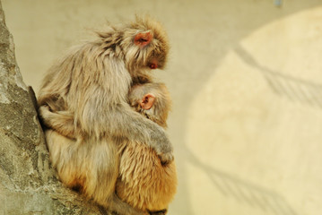 ニホンザル