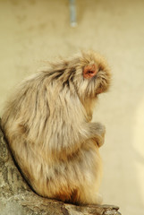 ニホンザル