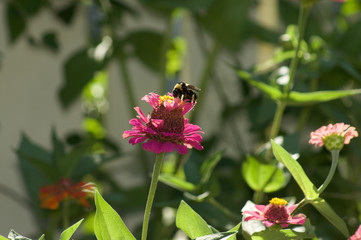 Bees photos, royalty-free images, graphics, vectors & videos | Adobe Stock