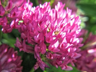 Trifolium Pratense
