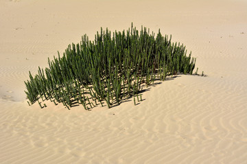 Welliger Wüstensand mit einer grünen Tabaibapflanze.
