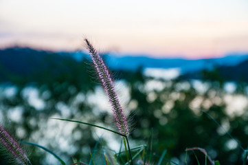 Close-up flower grass at sunset