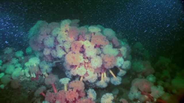 White fluffy metridium underwater on seabed of White Sea. Unique video close up. Flowers of marine life in clean clear pure and transparent water in search of food.