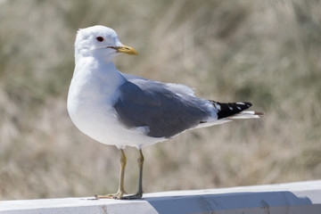 Standing Seagull looking backwards
