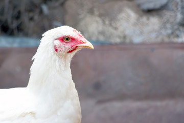 Portrait of a young white chicken on a natural background