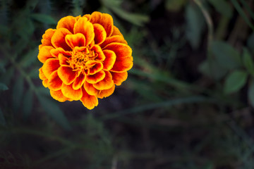 Flower marigold on a dark natural background