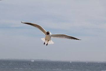 Zwartkopmeeuw - Blackheaded Seagull flying