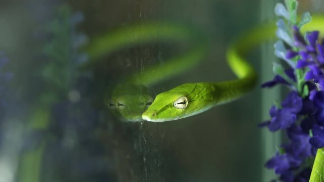 Close up green oriental whip snake (Ahaetulla prasina).

