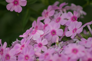Fototapeta na wymiar Purple Flowers 
