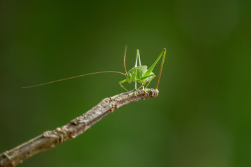 Grasshopper