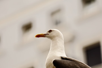 seagull on the lamp post