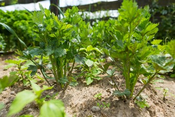 Celery growing in garden