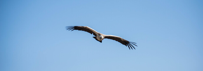 Vautour Puy du Fou Vendée France