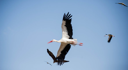 Cigogne Puy du Fou Vendée France