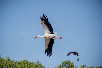 Cigogne Puy du Fou Vendée France