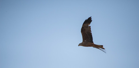 Rapace Puy du Fou Vendée France