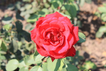 Aufgeblühte rote Rose 