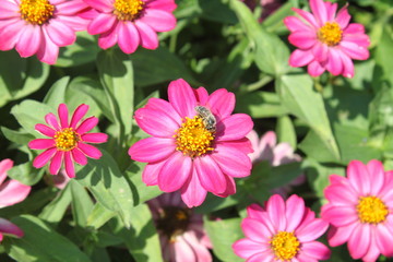 Biene best&auml;ubt pinke Bl&uuml;ten auf einer Sommerwiese