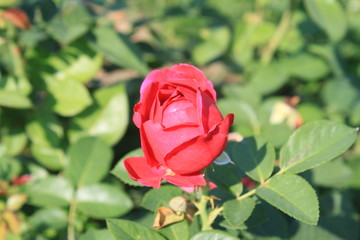 Blüte einer roten Rose