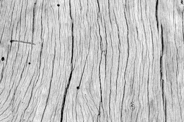 fond texture bois sec, vieux tronc d'arbre en noir et blanc 