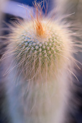 Close up thorns of cactus, Backgrounds of Cactus.