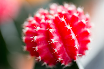 Close up thorns of cactus, Backgrounds of Cactus.