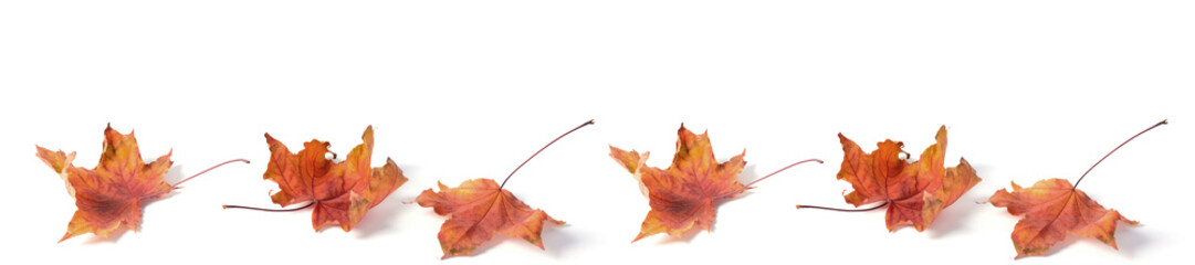 headline panorama red  leaf dry autumn