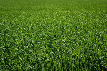 green grass on a meadow