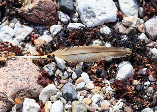 Feather