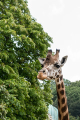 Close-up of a gorgeous giraffe face with blurred trees in the background 