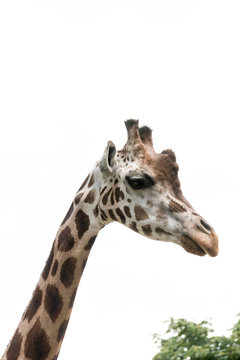 Close-up of a gorgeous giraffe face with blurred trees in the background 