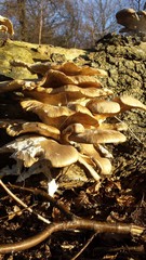 Tree fungi II