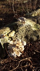 Tree fungi I