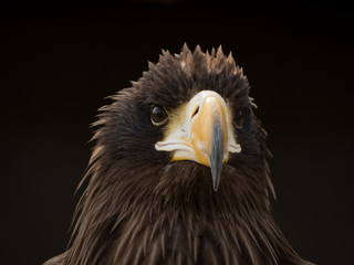 Obraz premium portrait of an eagle