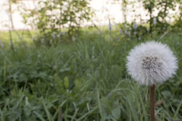 Fluffy white dandelion