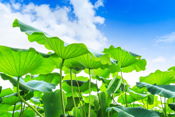 Green lotus leaf grows in pond,low angle shot