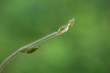 Wild grass flower