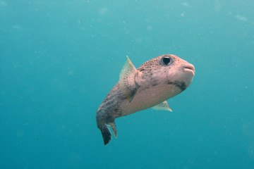 Balloon fish Belly