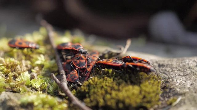 Gruppe von Feuerwanzen auf Moos