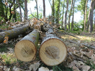 Alberi
