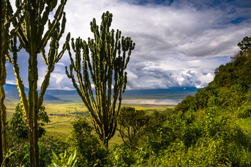 Landscape in The Ngorongoro Crater - Tanzania